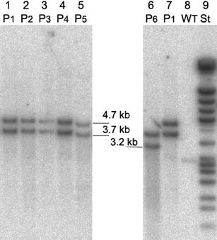 phb-plastid-02.jpg