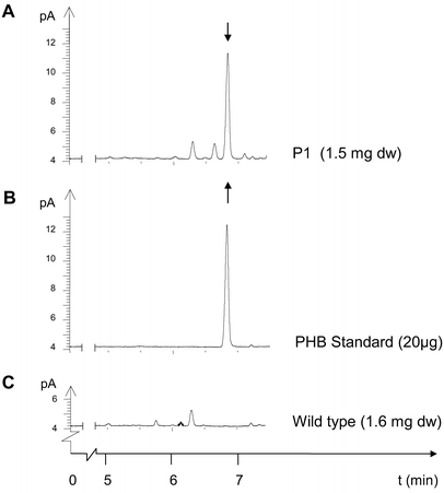 phb-plastid-04a-c.gif